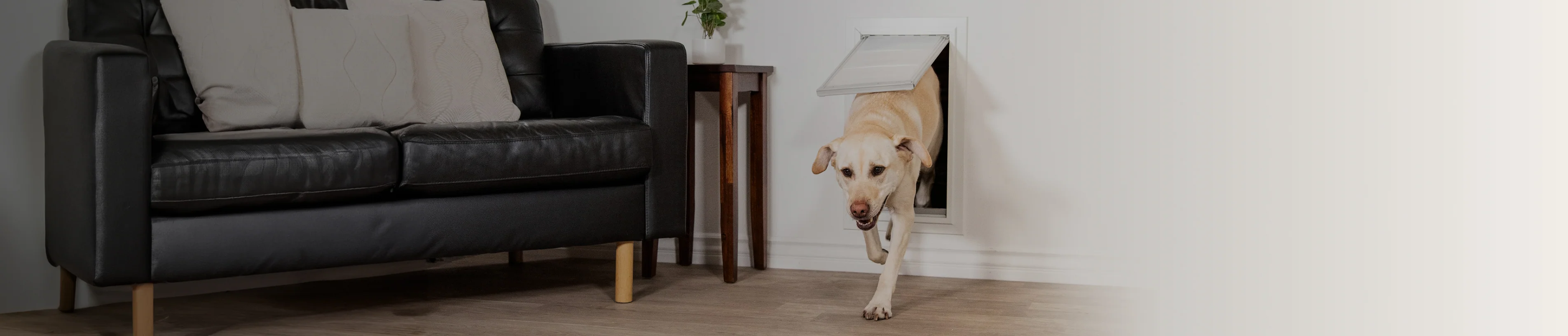 Freedom for Every Pet